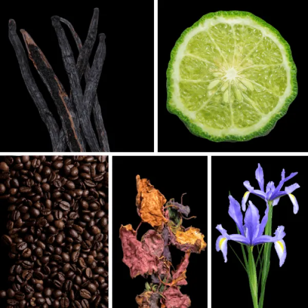 Duftnoten: Vanille, Bergamotte, Kaffee, Patschuli, Iris Duftnoten: Vanille, Bergamotte, Kaffee, Patschuli, Iris